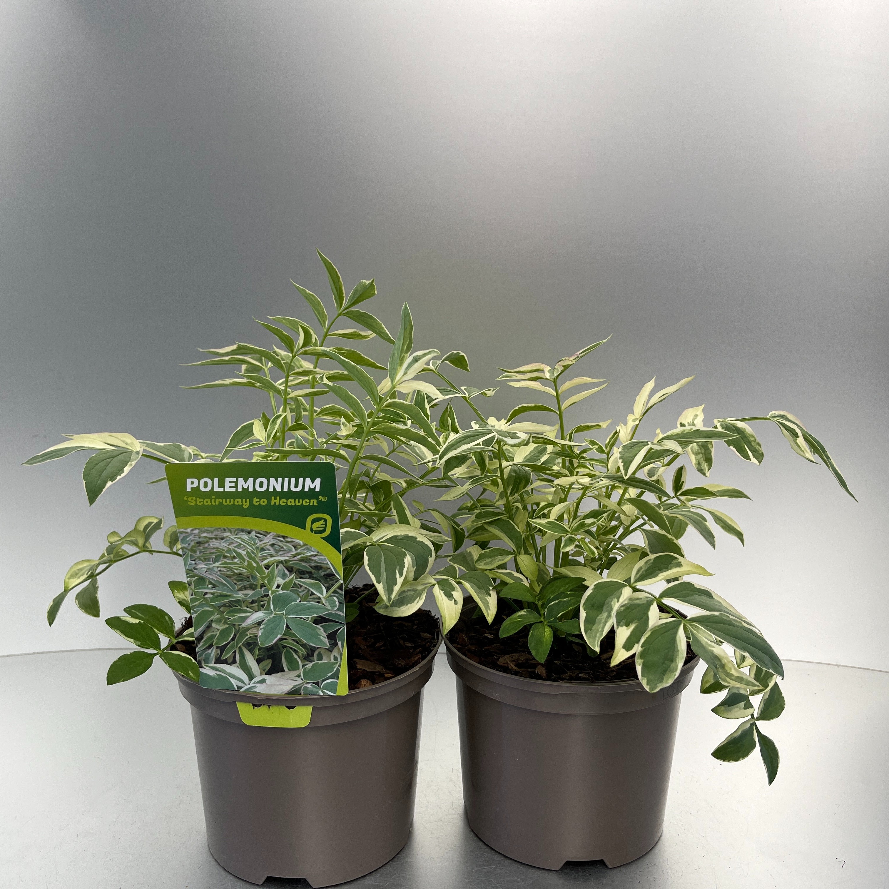 Picture of Polemonium Stairway to Heaven P17 (2 Ltr)