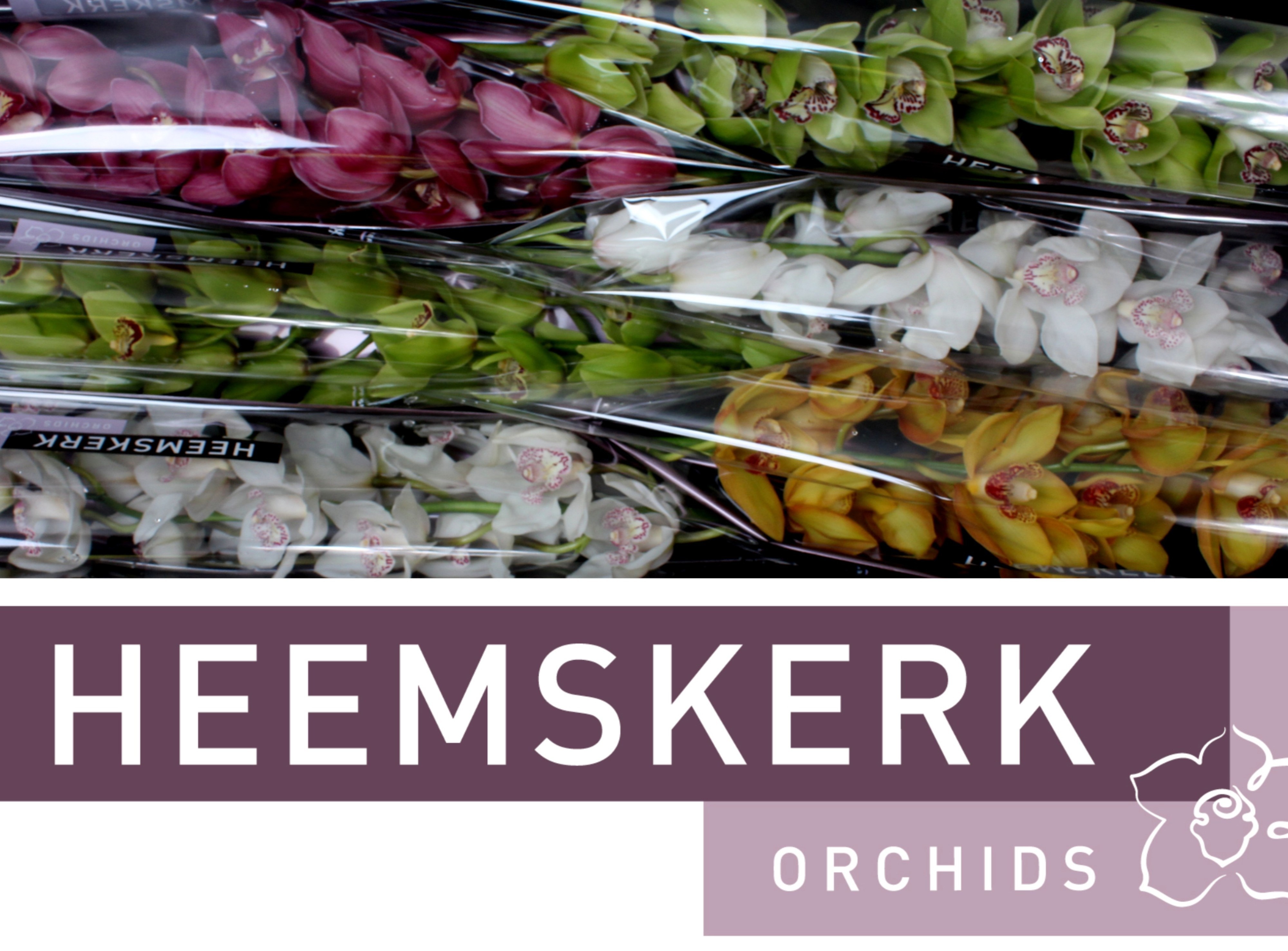 Cymbidium Asst 13bl