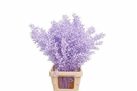 Dried/preserved Flowers Misc 70cm 18gram