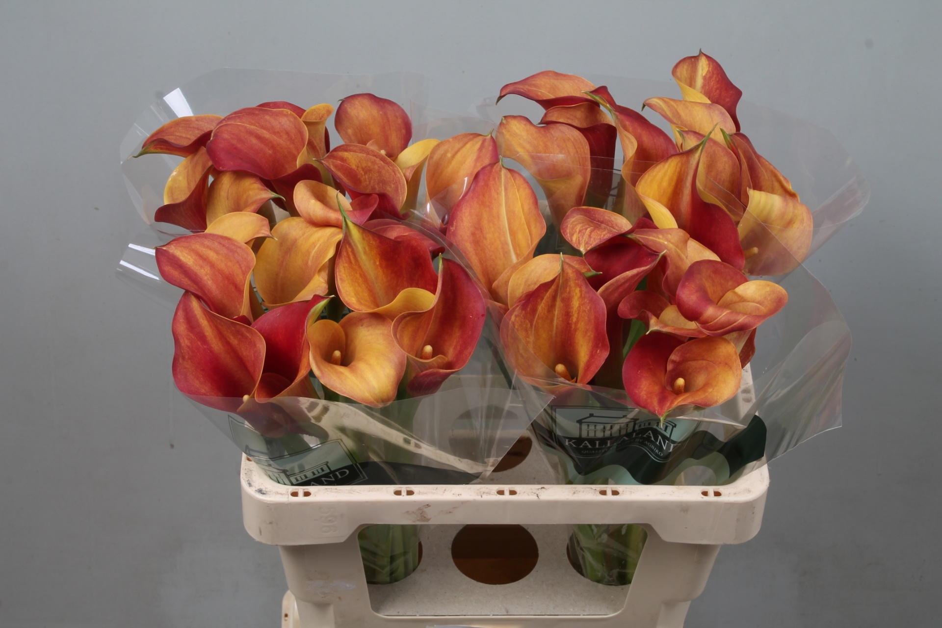 Calla Capt Trinity 55cm