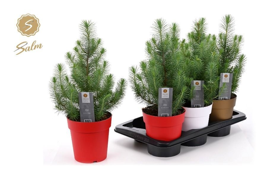 Pinus Silver Crest 17P 45H