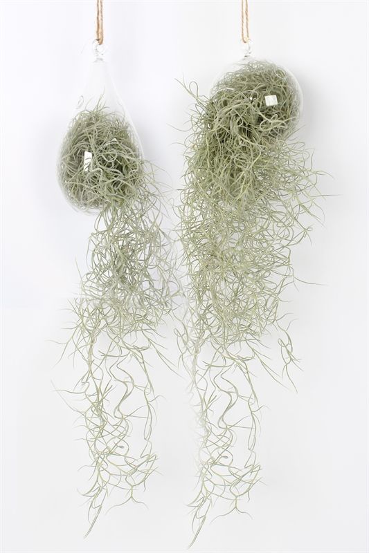 Till Usneoides