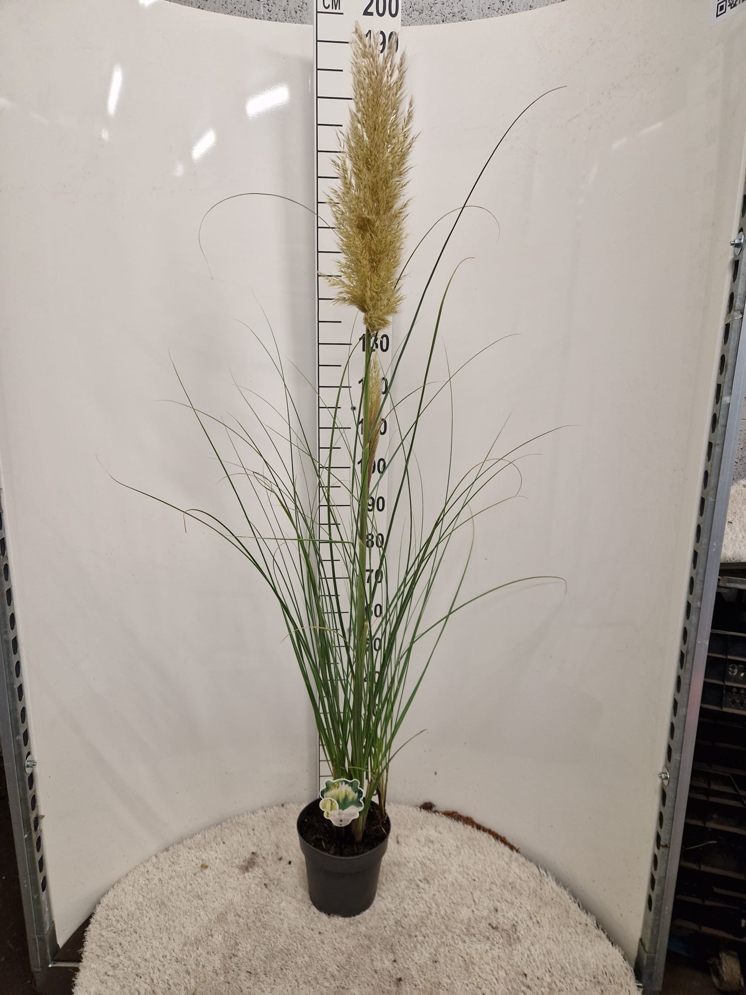 Picture of Cortaderia selloana Pumila P23 (5 Ltr)