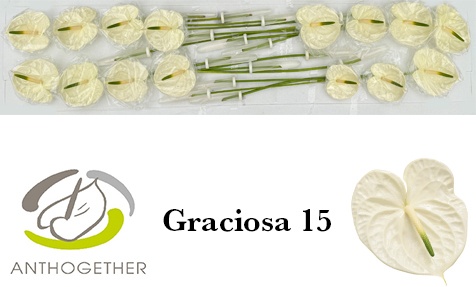 Anthurium Graciosa 7Ø