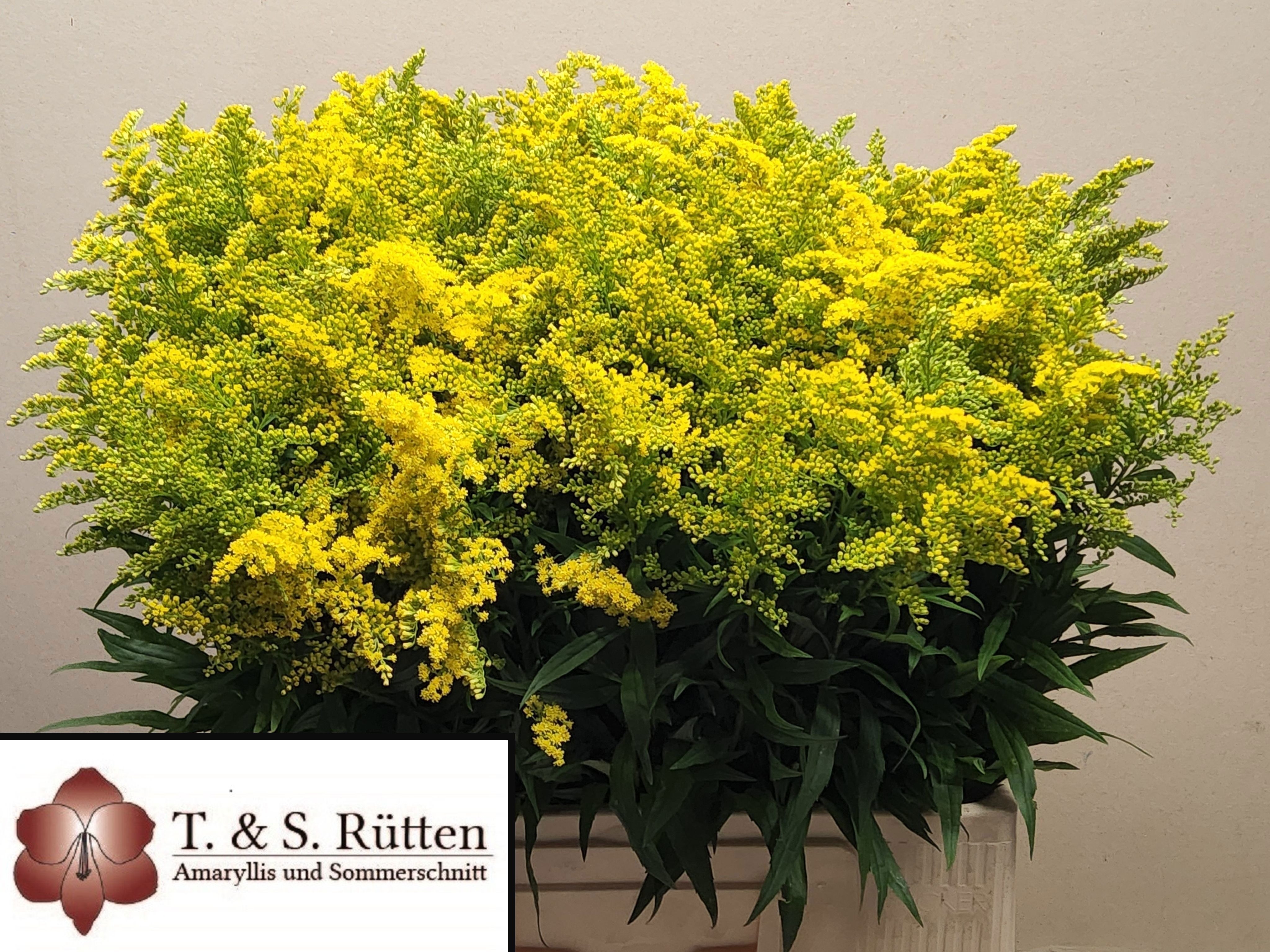 Solidago Bnch 60cm 110gram