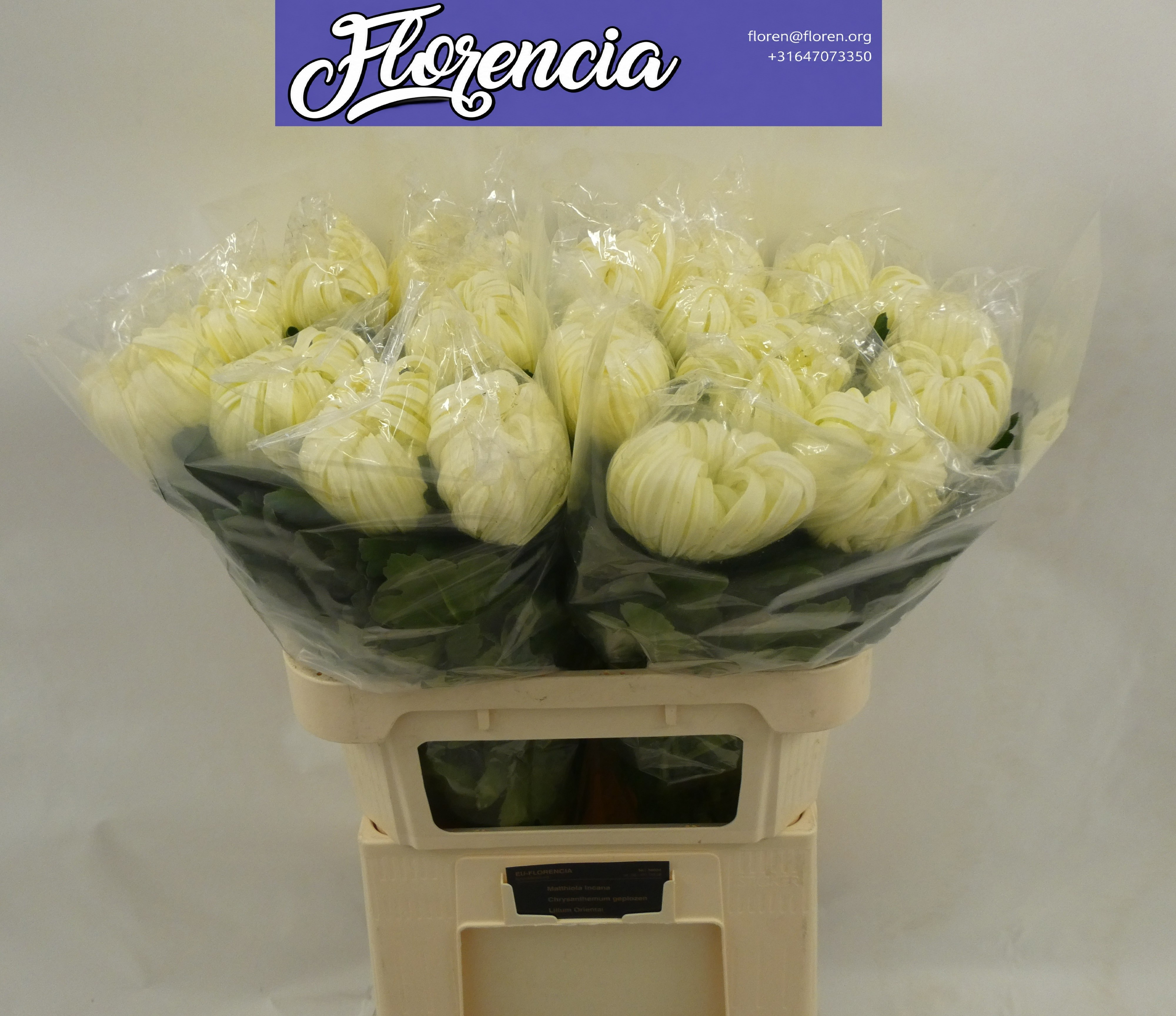 Chrys Single Vienna White 80cm 160gram