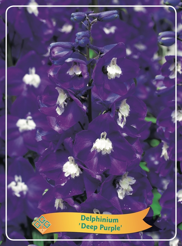 Picture of Delphinium mix 6x10 srt. per shelve P11