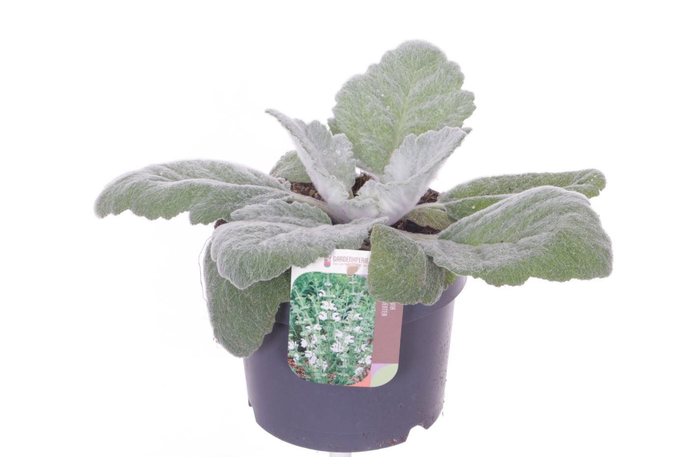 Salvia argentea