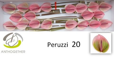 Anth A Peruzzi