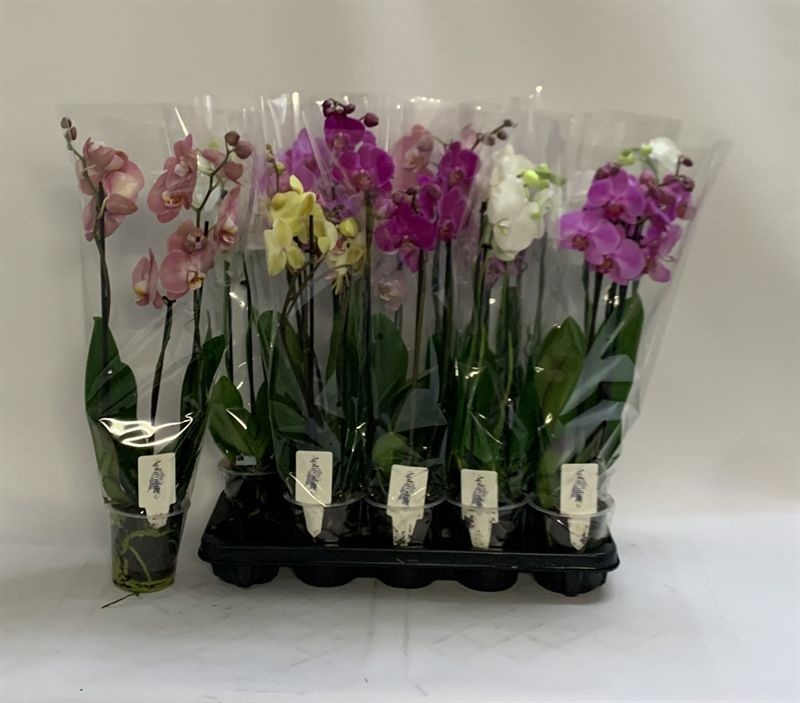 Phalaenopsis Asst 12Ø 60cm