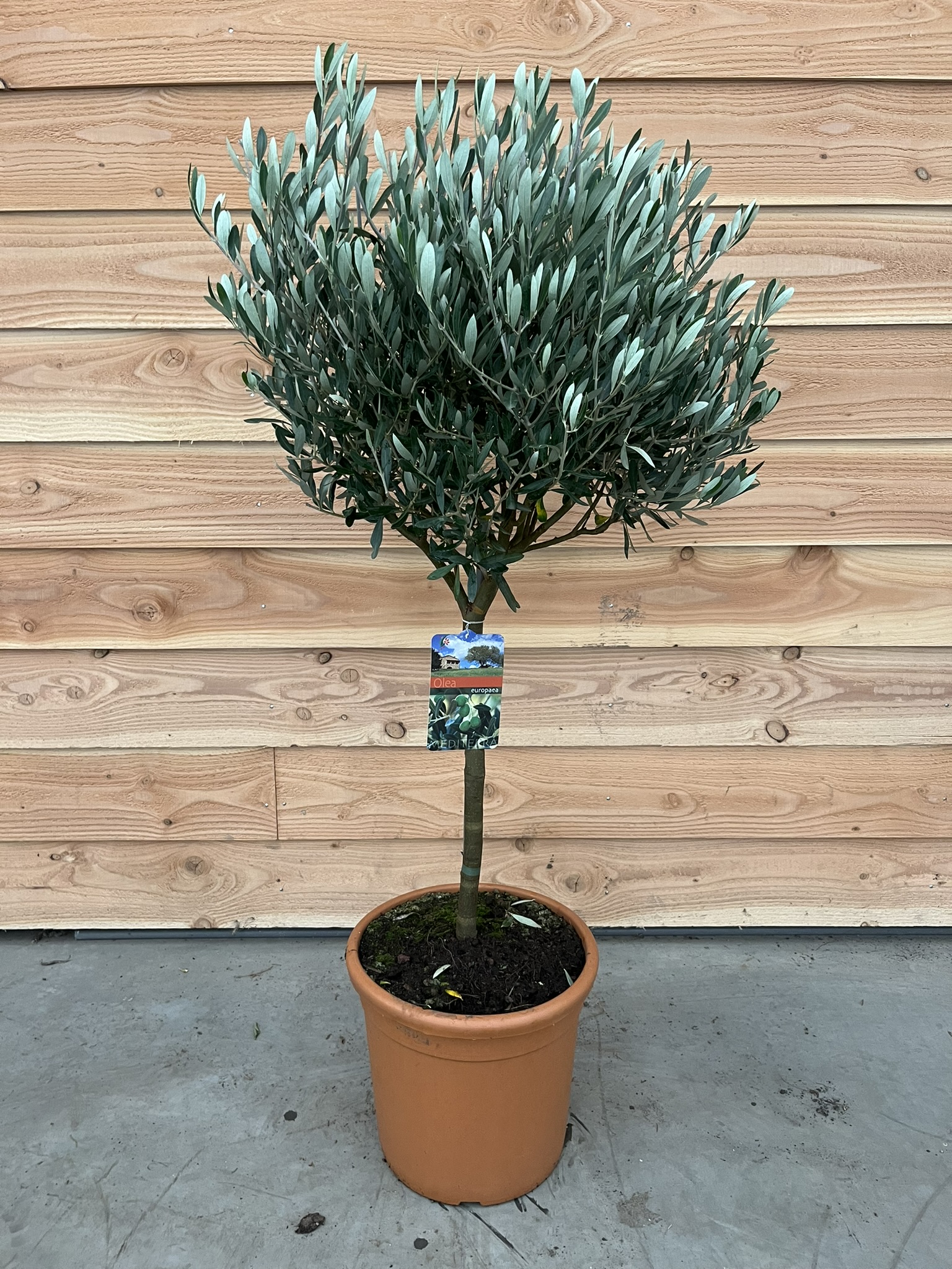 Picture of Olea europaea P32 (15 Ltr) Std 45+cm. Bol 50+cm