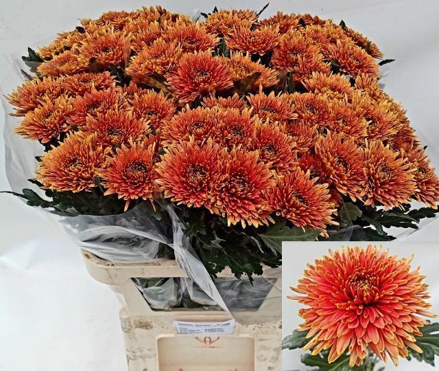 Chr G Tula Copper 80cm 90gram