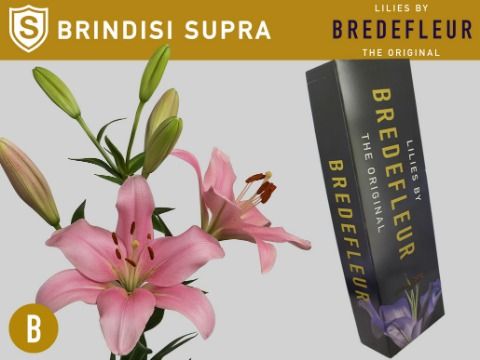 Li La Brindisi