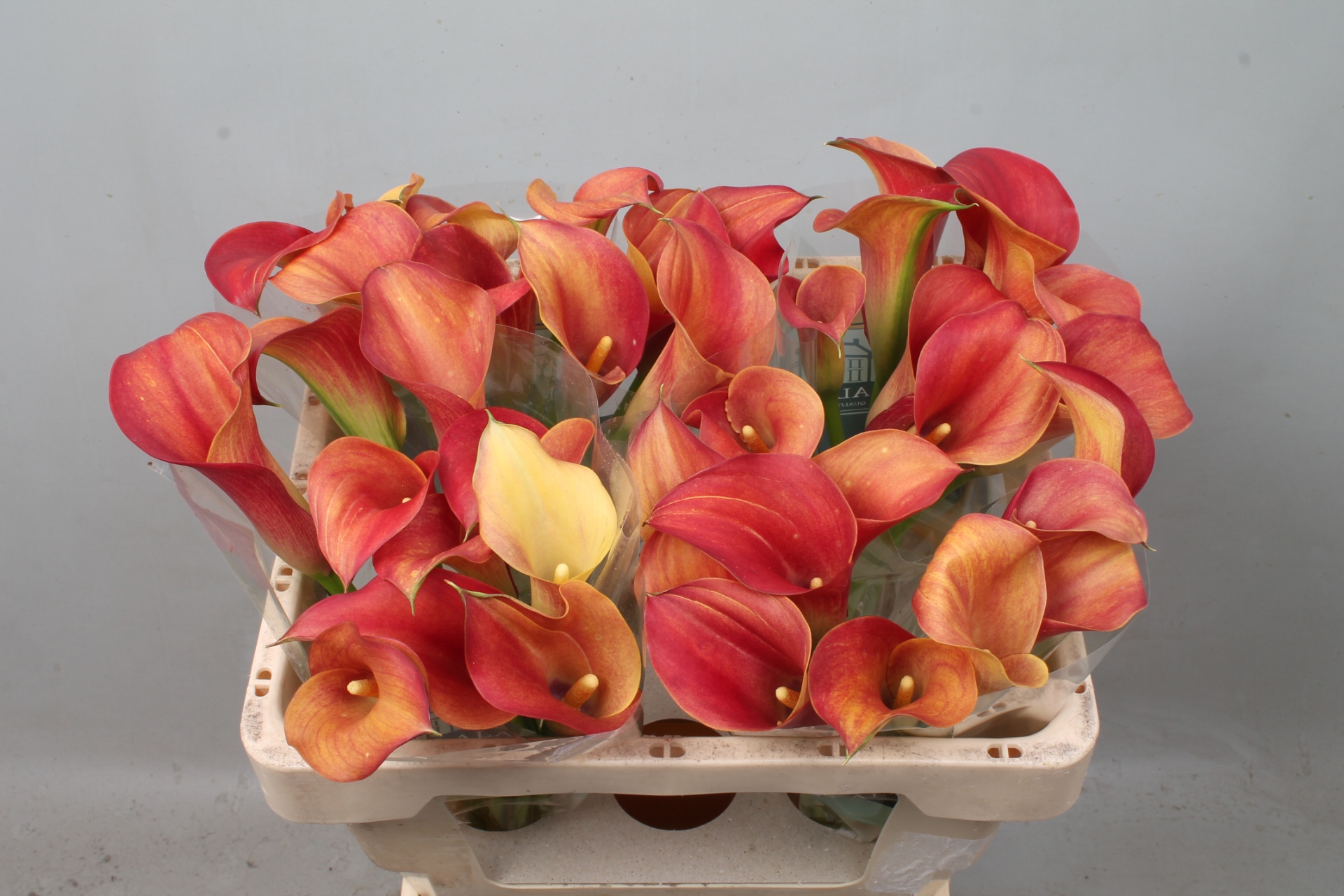 Calla Capt Trinity 50cm