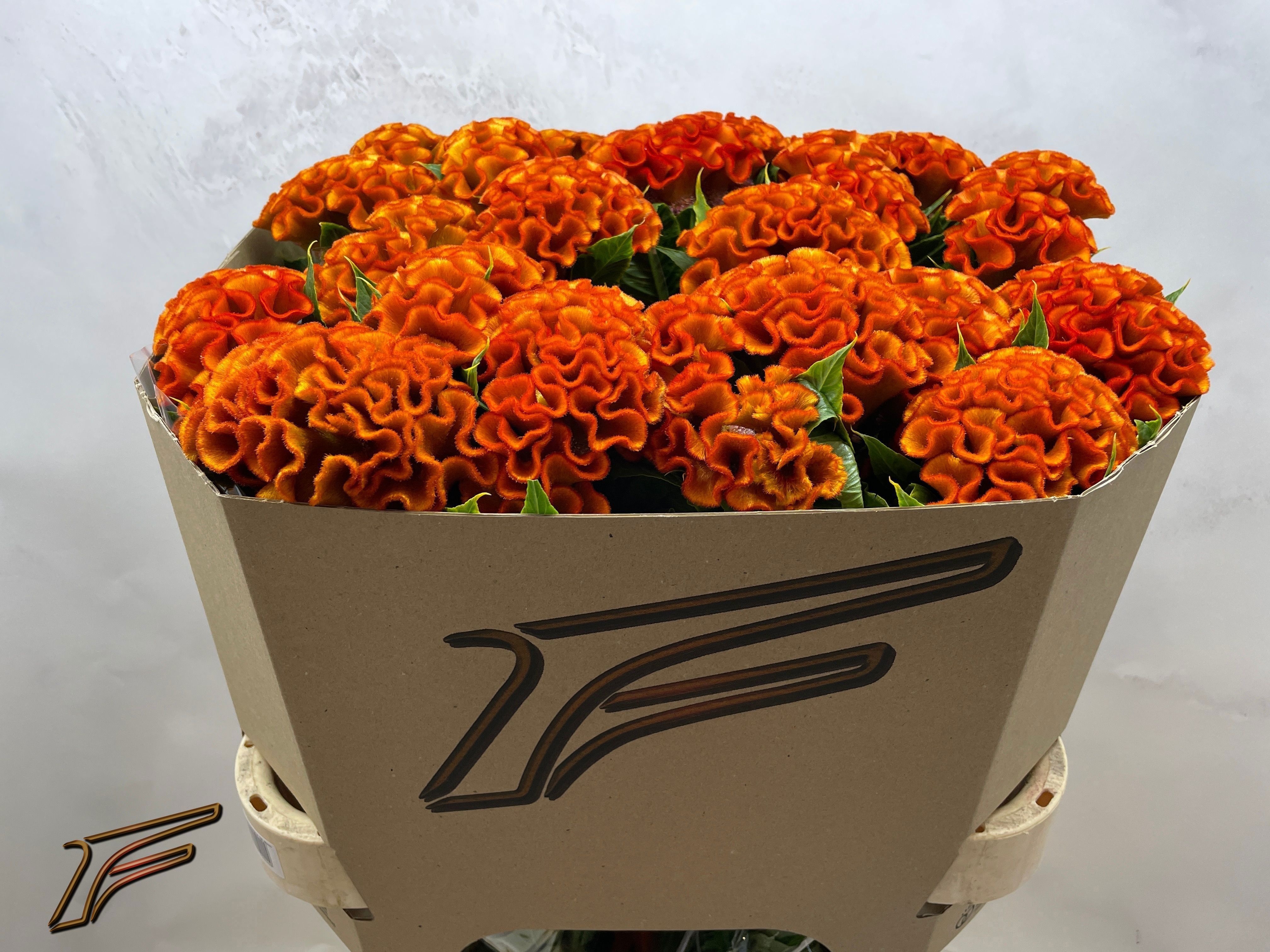 Celosia Act Indian Summer 80cm