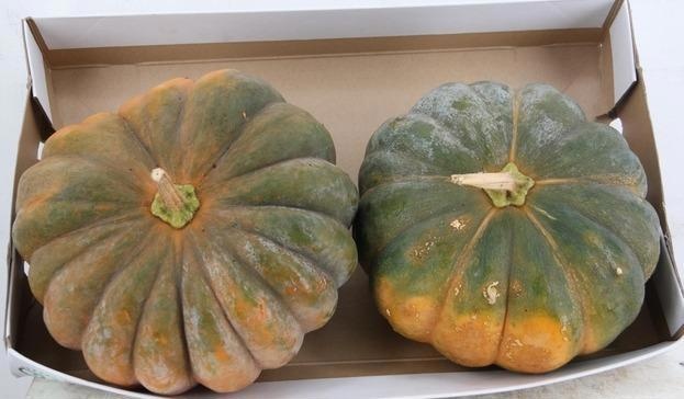 Cucurbita Ov