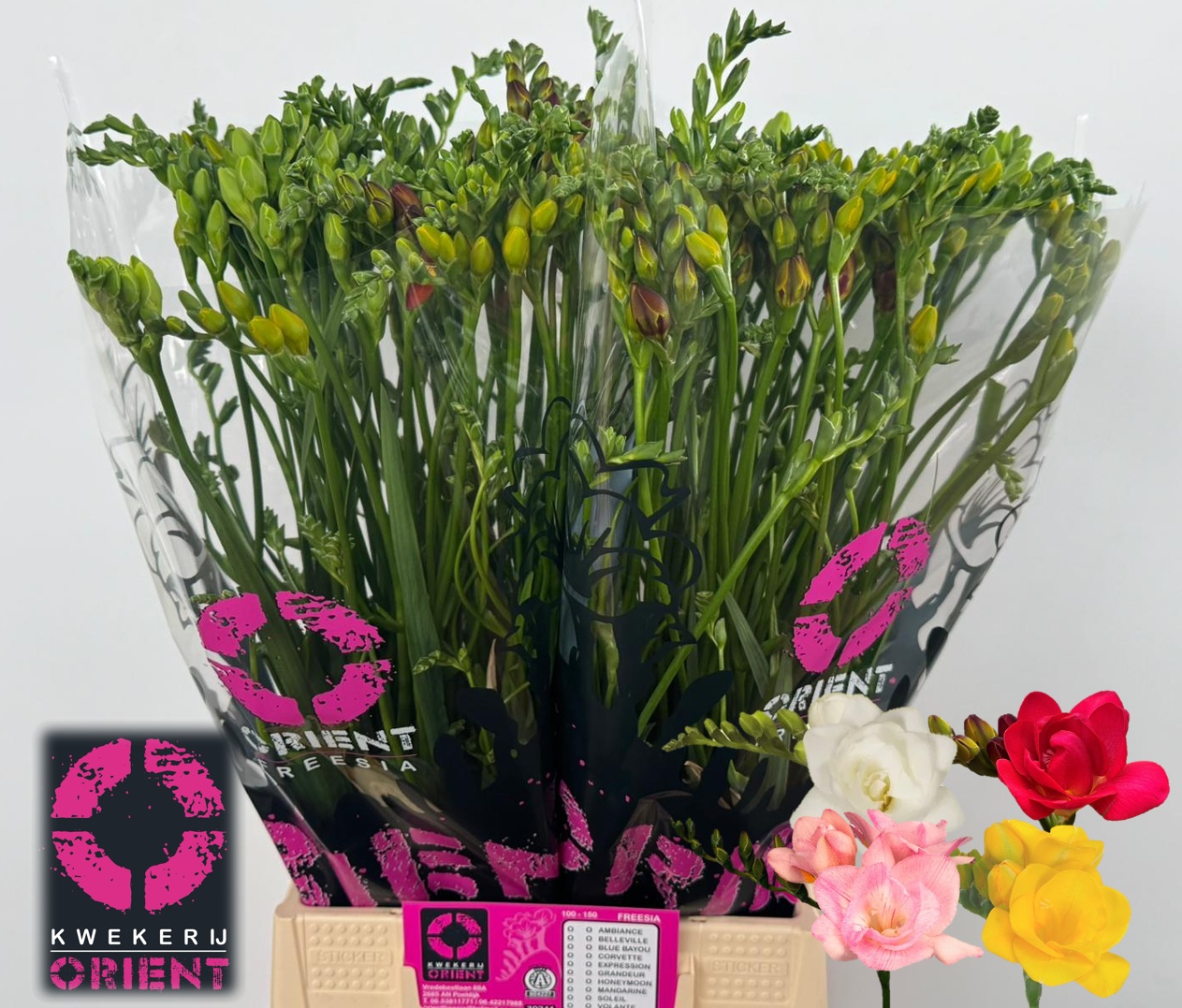 Freesia Double Rainbow 50cm 18gram