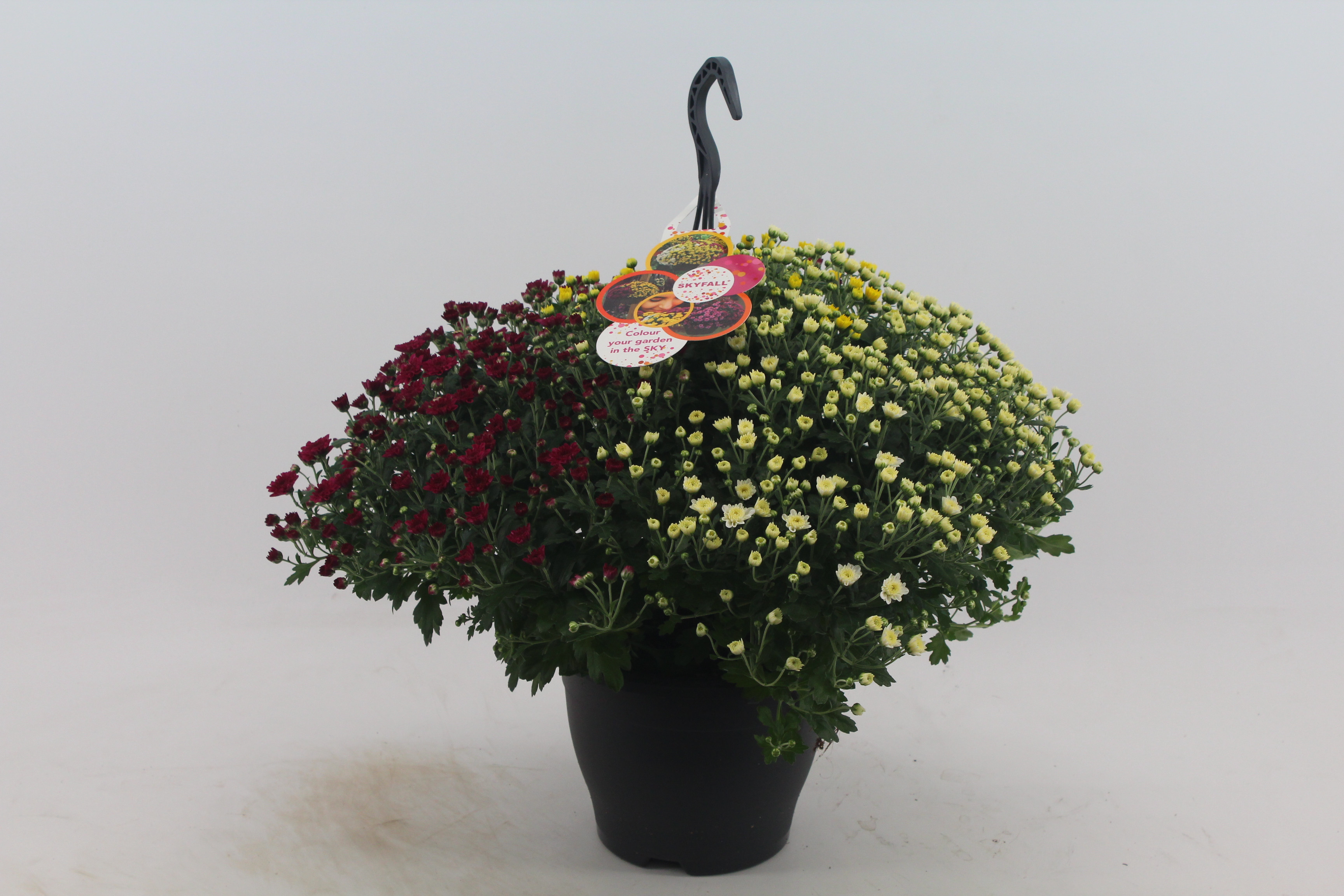 Picture of Chrysanthemum Skyfall hanging basket 3 colours in pot P23 50CM