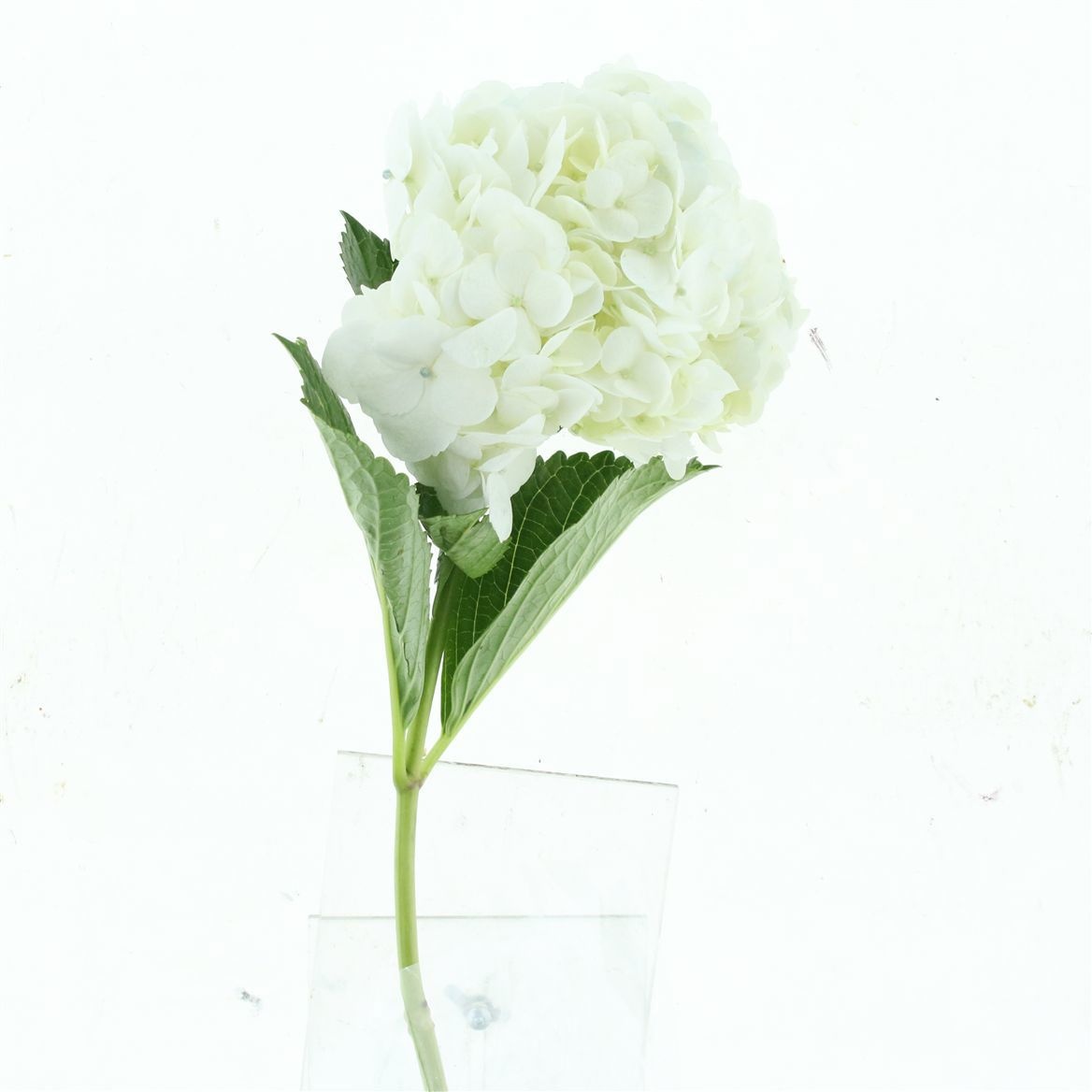 Hydrangea 60cm 17Ø