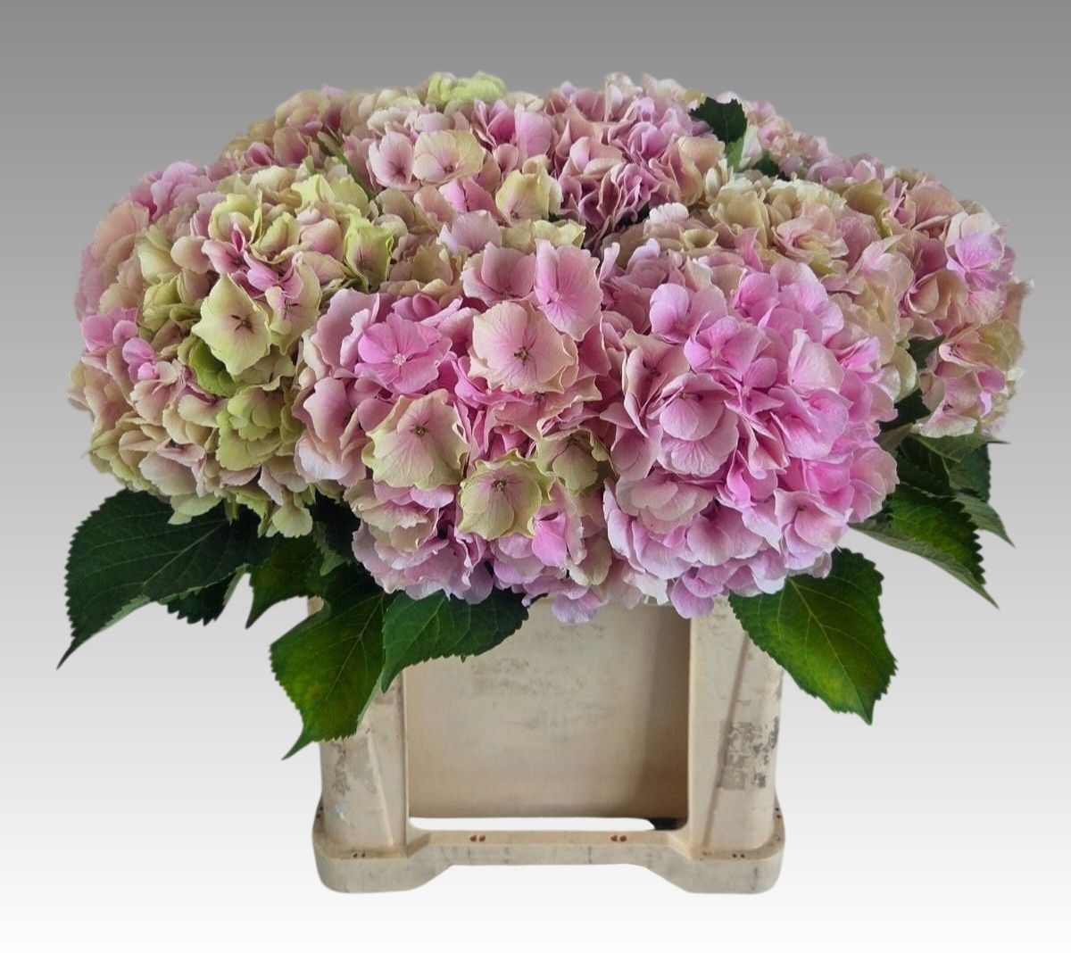 Hydrangea Verena Classic Pink 60cm 22Ø