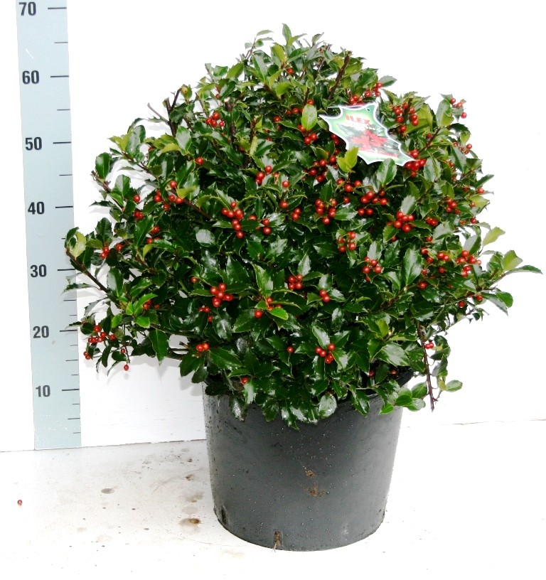 Picture of Ilex mes. Blue Maid P32 (15 Ltr) POTTED (LOOSE)