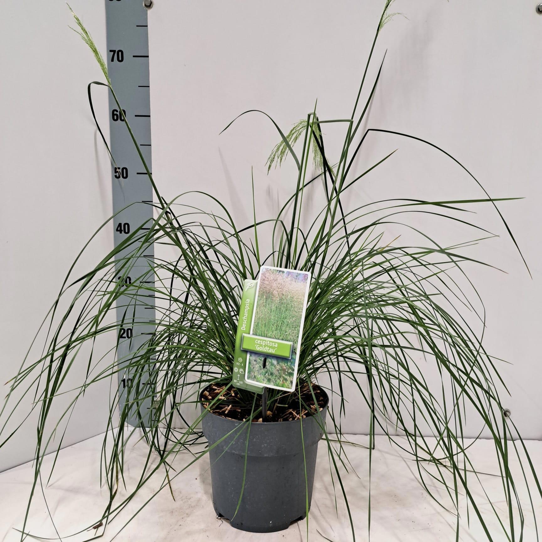 Deschampsia cespitosa 'Goldtau'