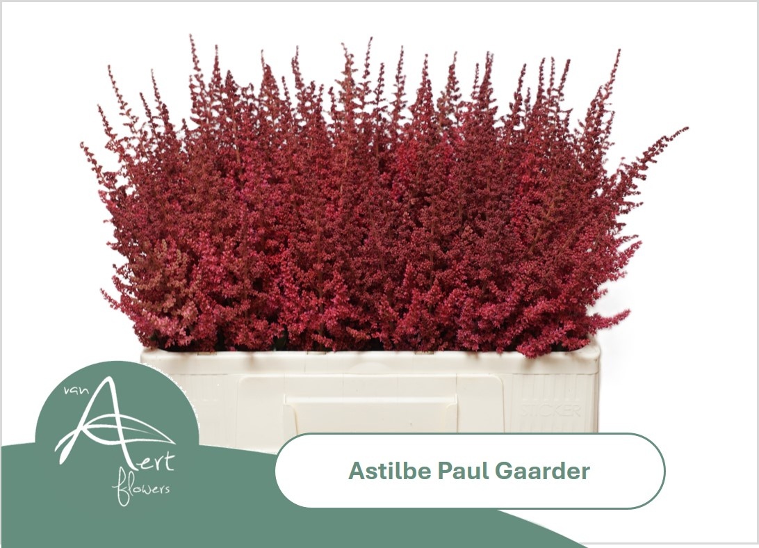 Astilbe Paul Gaarder 50cm