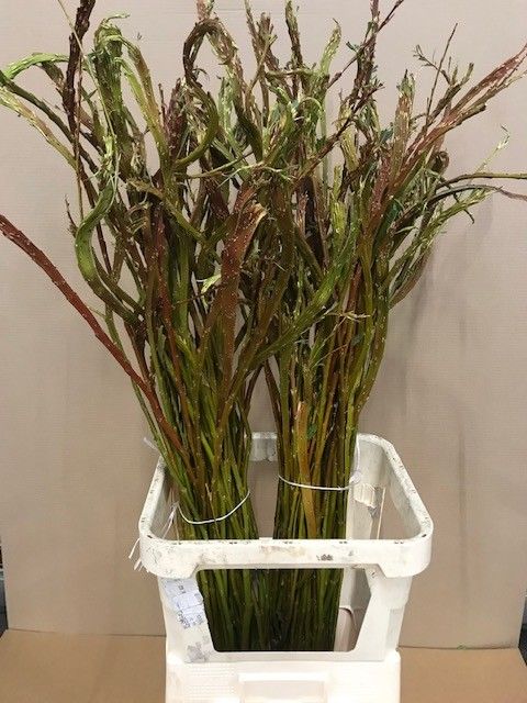 Salix Sekka Bandwilg 120cm