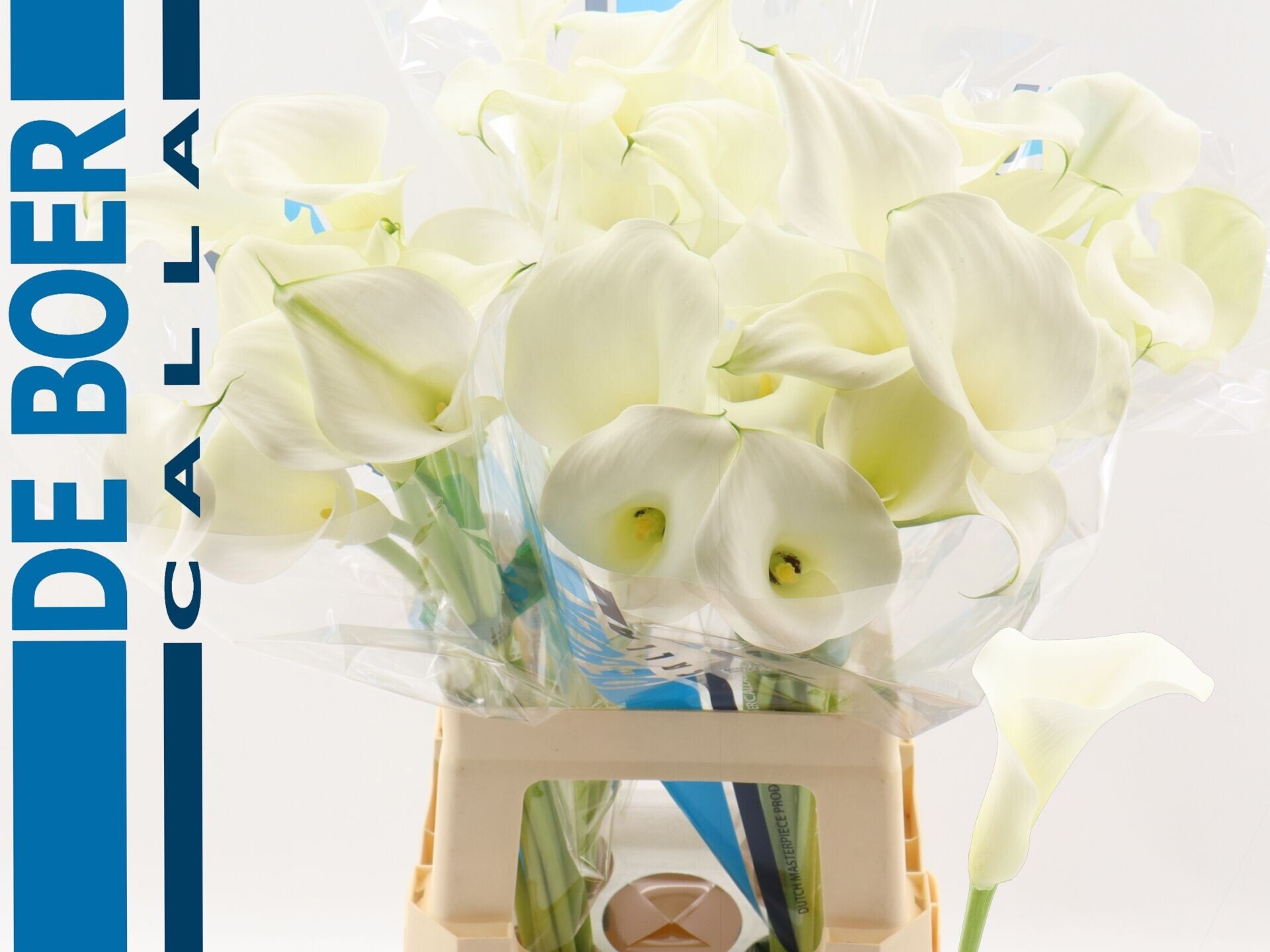 Calla Pure Art 70cm