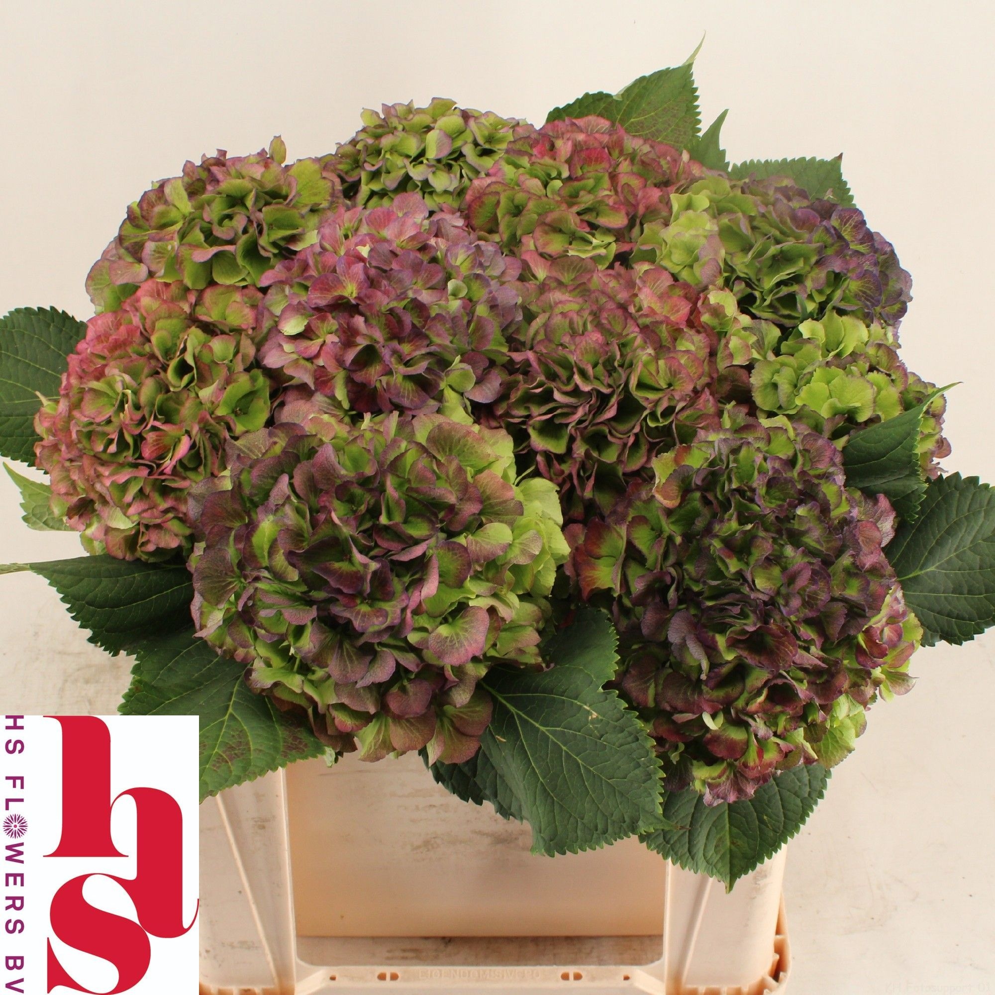 Hydrangea Verena Classic Blue 50cm 17Ø