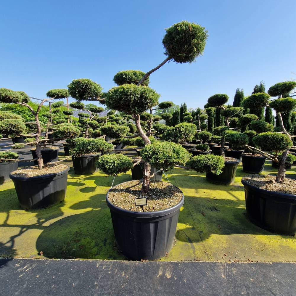 Picture of Juniperus virginia Grey Owl C230 BONSAI-150/160