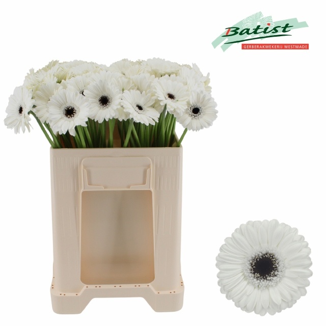 Gerbera Mini Lido