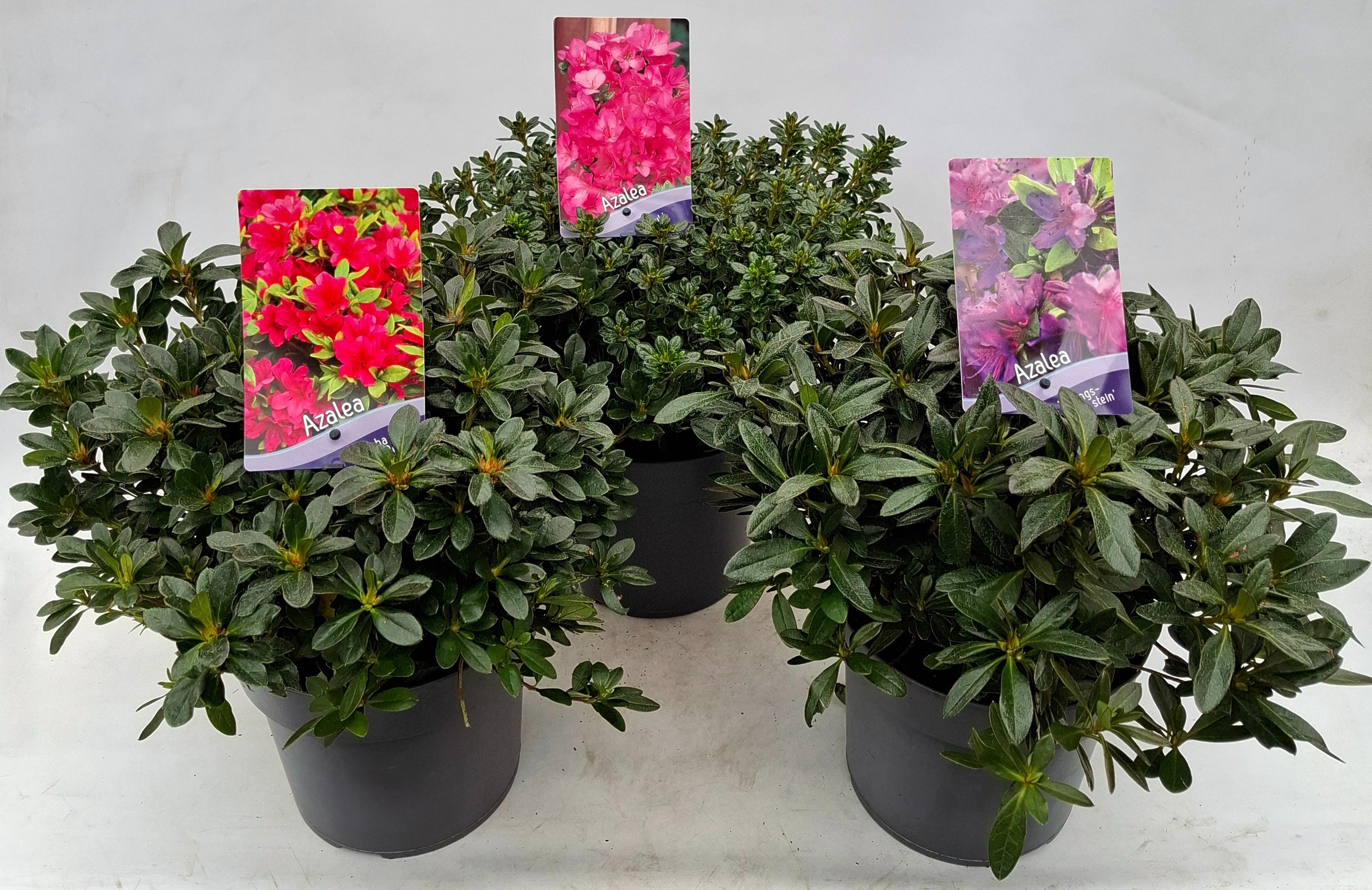 Picture of Rhododendron (AJ) Mix