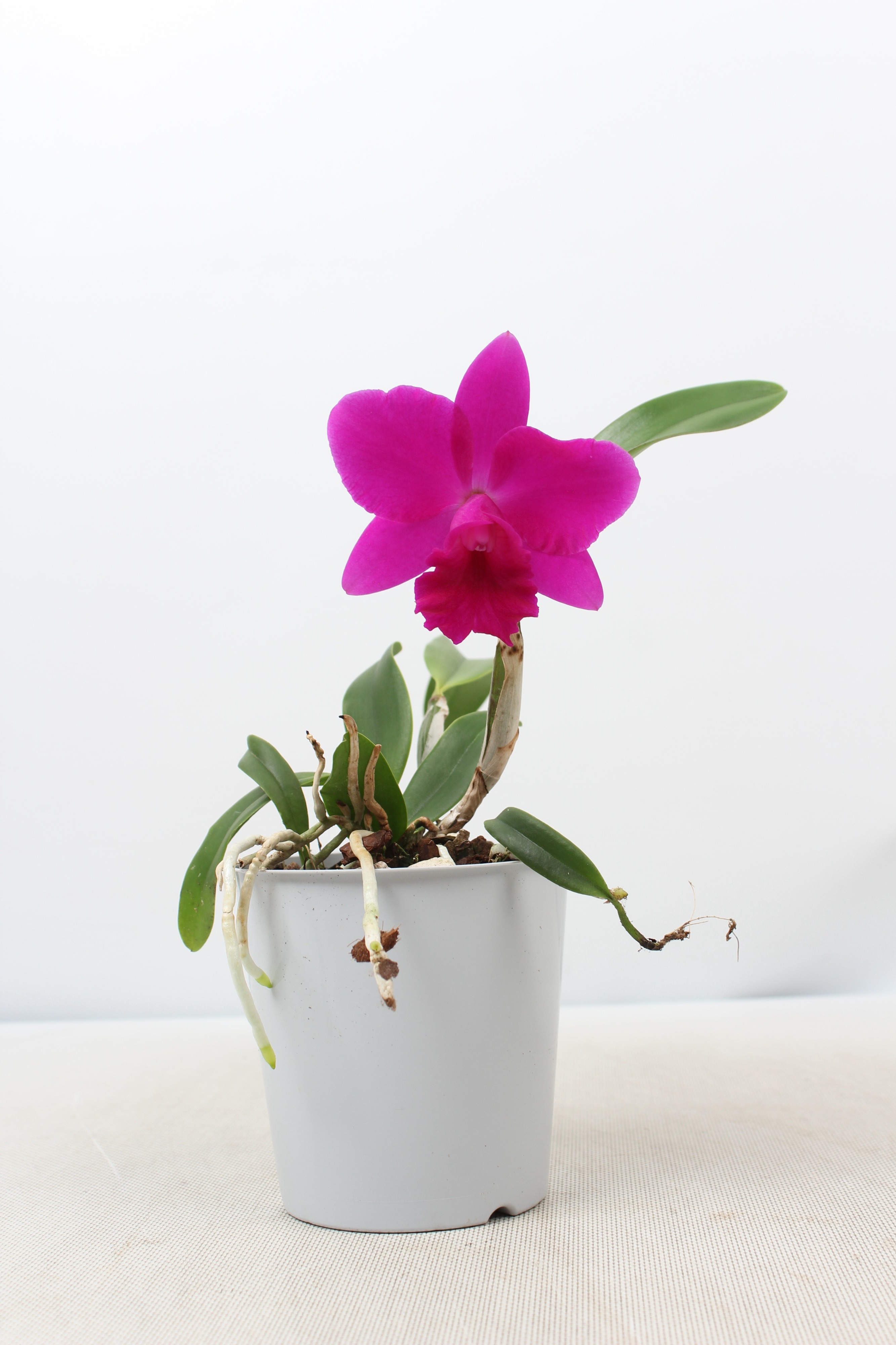 Picture of Cattleya violet 1 Bud P12 25CM