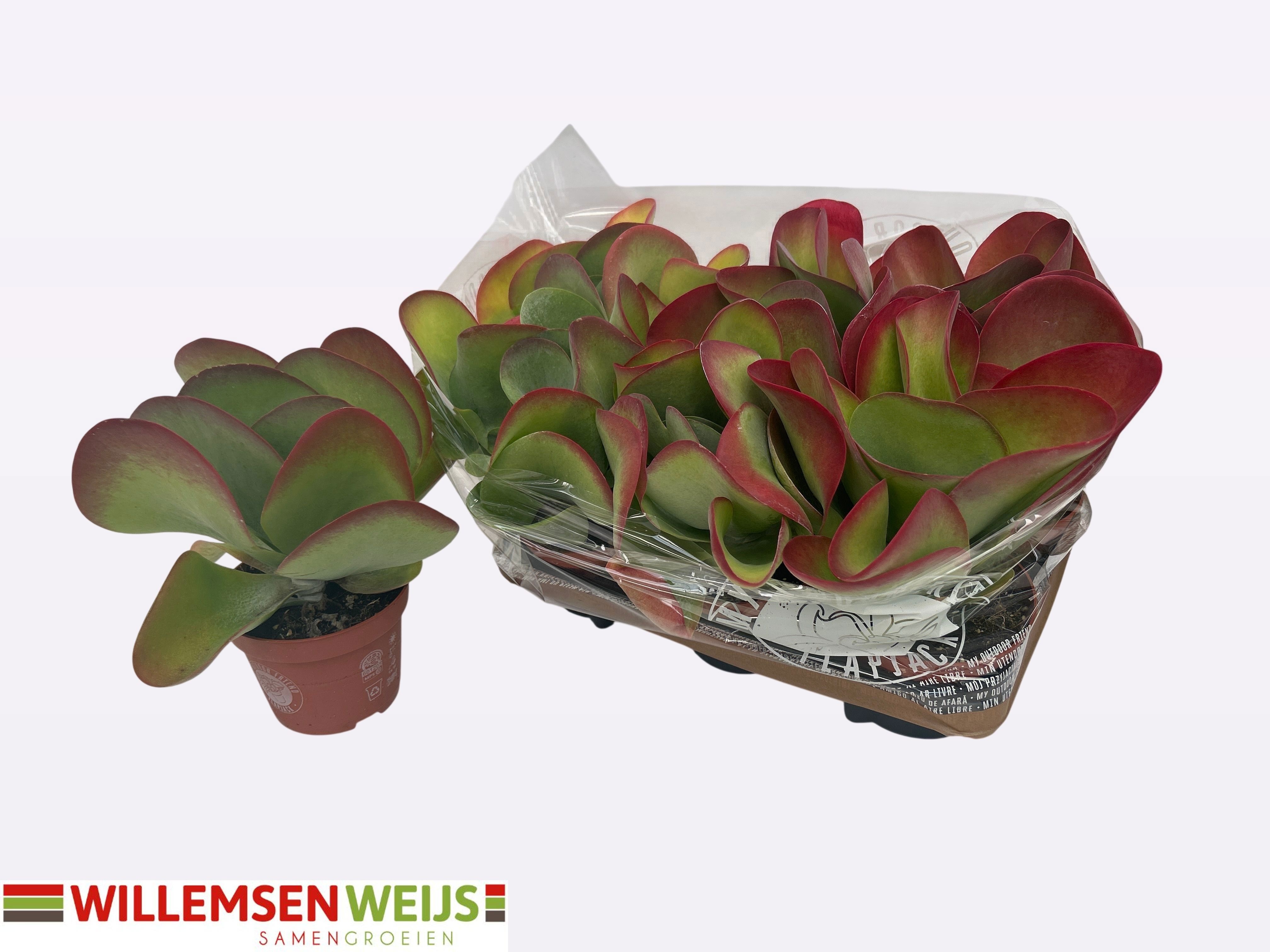 Kalanchoe Thyrsifl 13P 27H