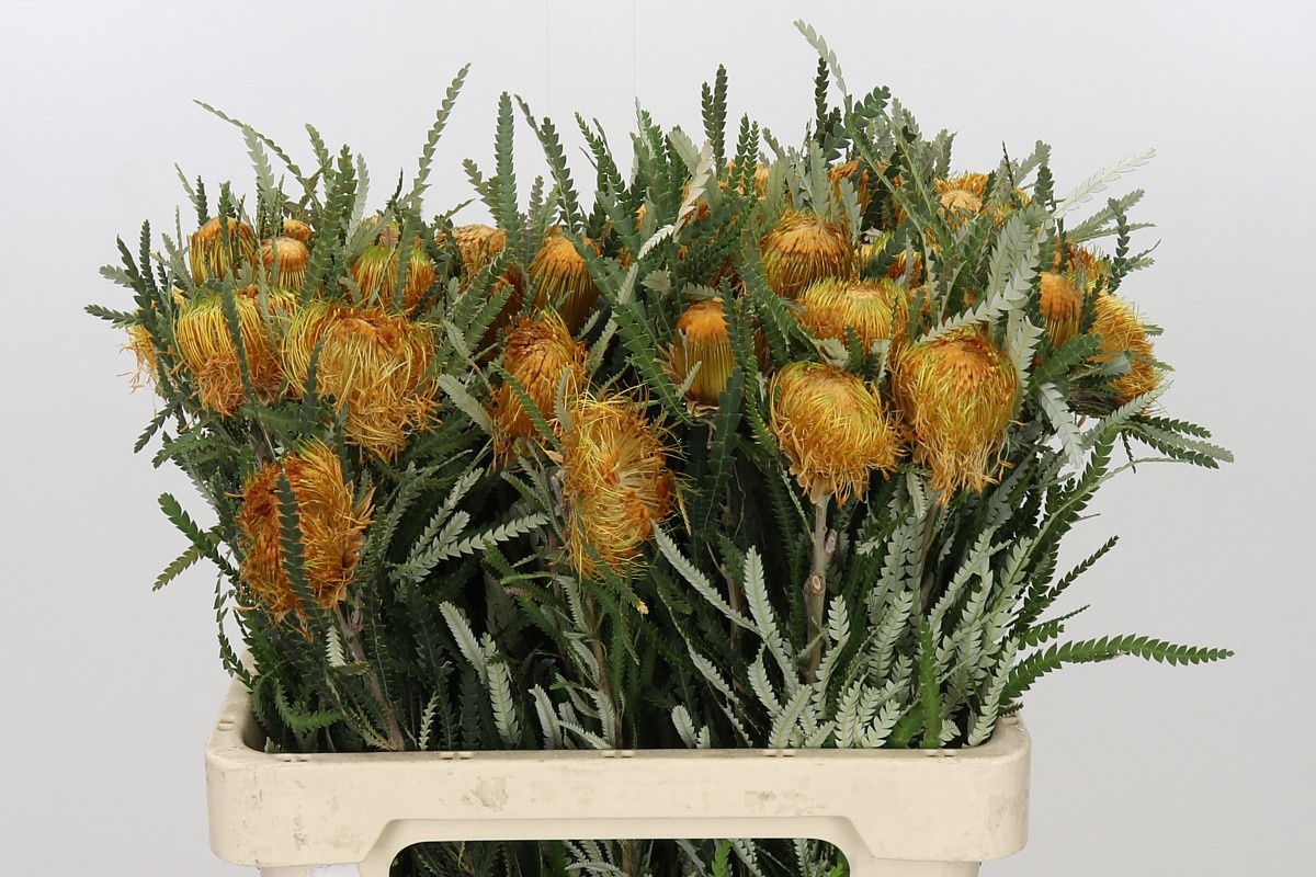 Dryandra Formosa 60cm