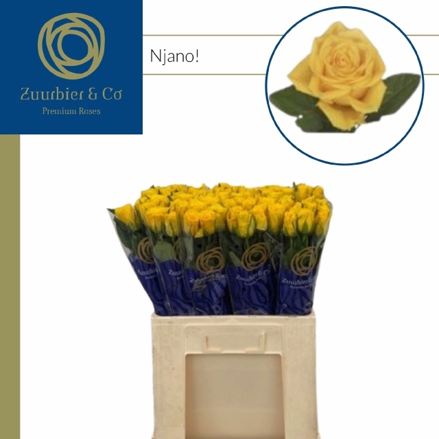 Rosa Njano 35cm