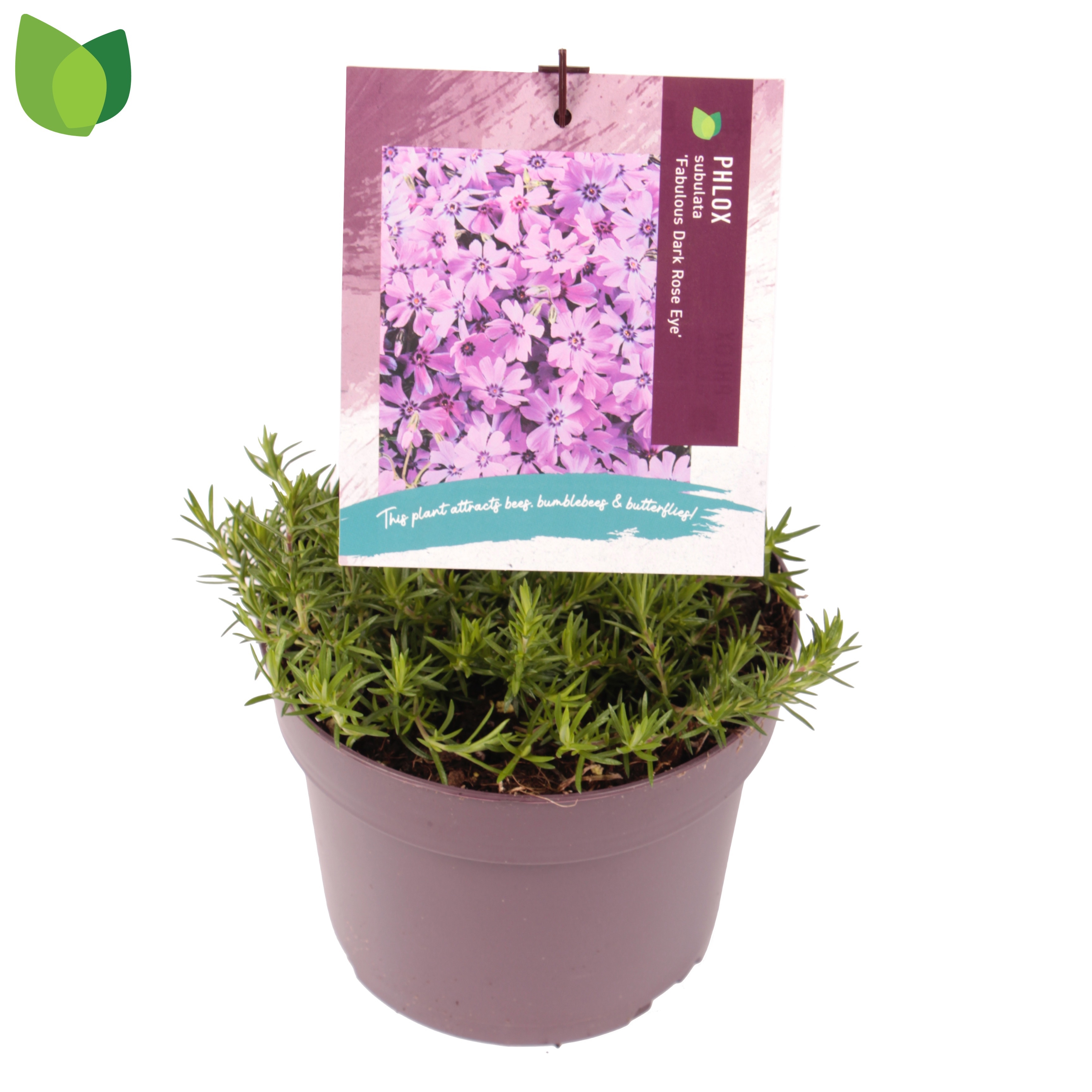 Phlox subulata Fabulous Dark Rose Eye ('Flophfadr')