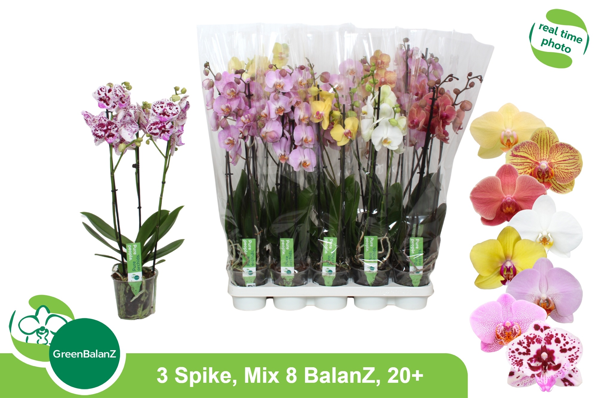 Phal Gem 8 Kl 12P 65H 3TAK 20bloem 23bloei