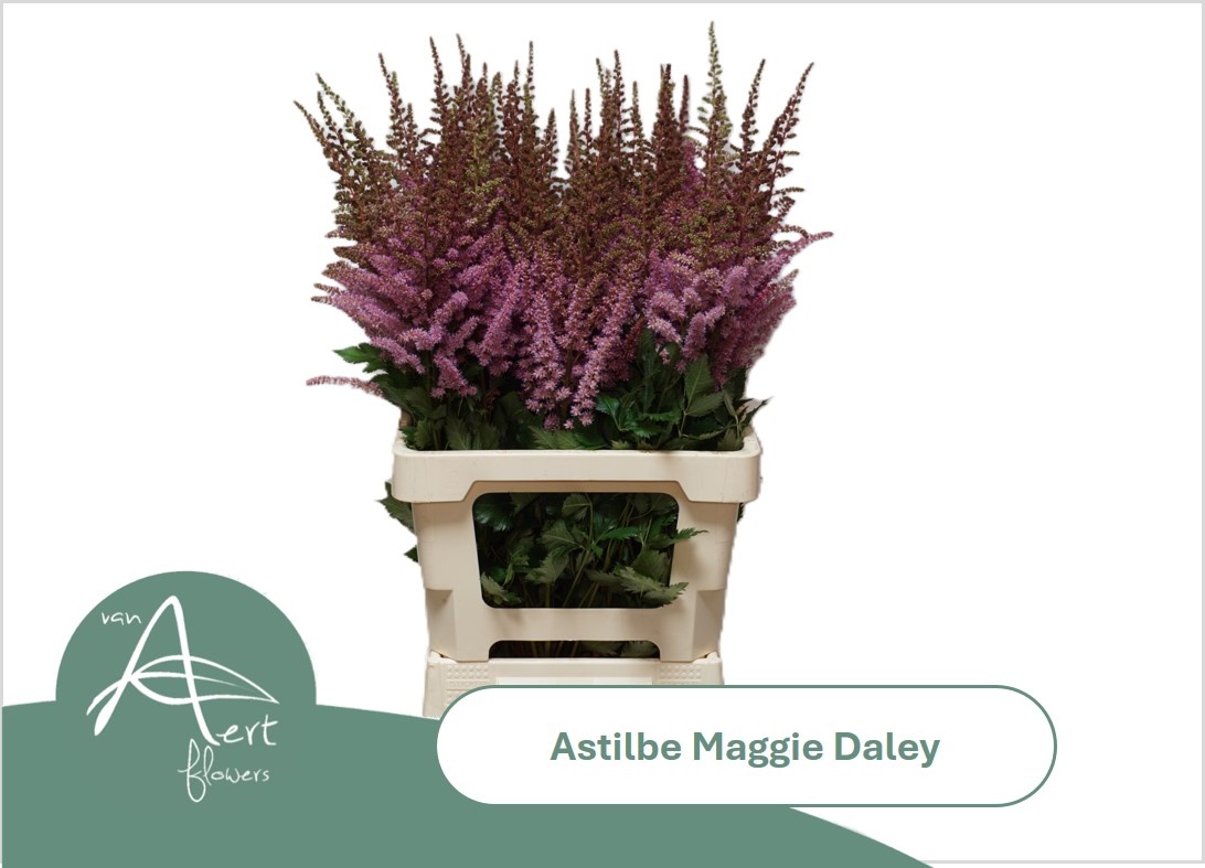 Astilbe Maggie Daley 70cm