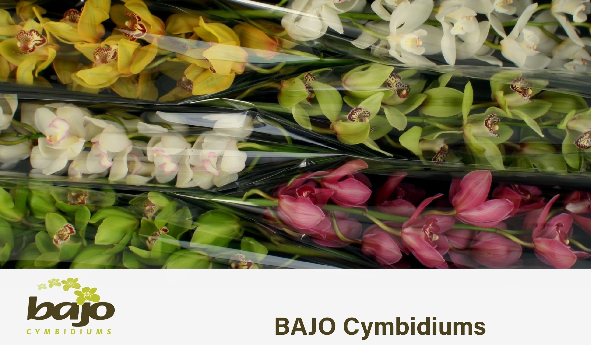 Cymbidium Asst 11bl
