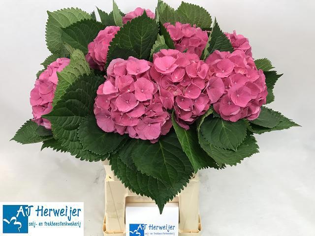 Hydrangea Elbtal Pink 60cm 14Ø