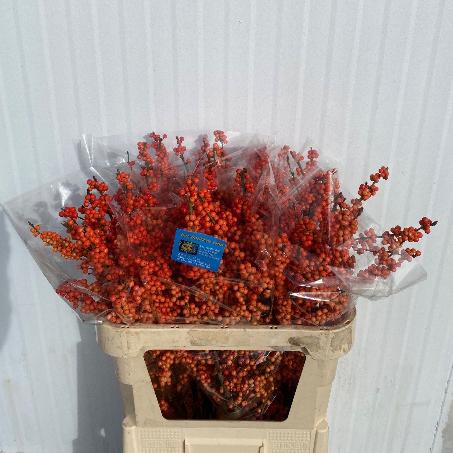 Ilex Winter Gold 80cm