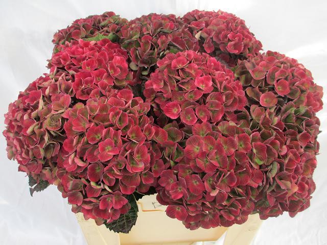 Hydrangea Charlotte Classic 50cm 18Ø