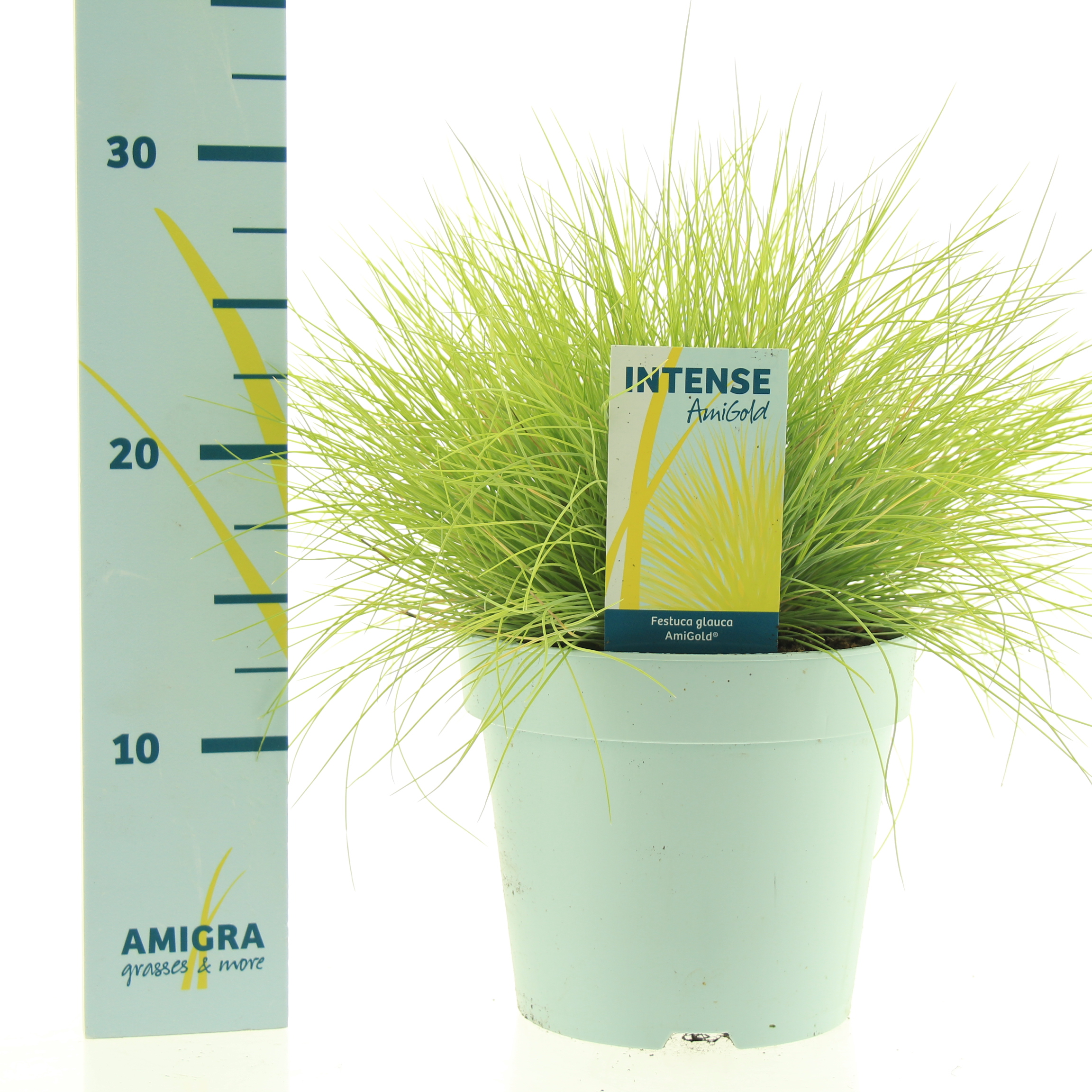 Picture of Festuca glauca AmiGold®