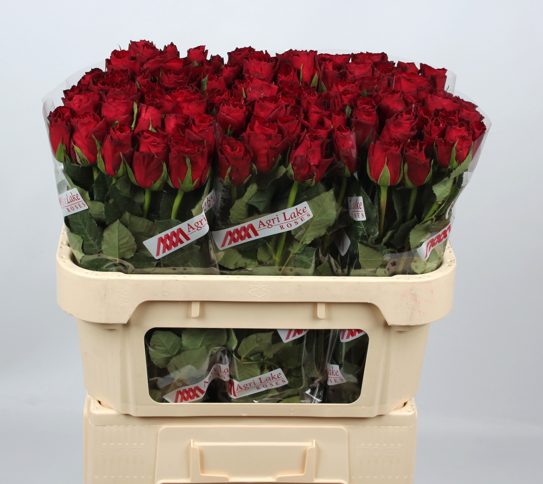 Rosa Madam Red 70cm