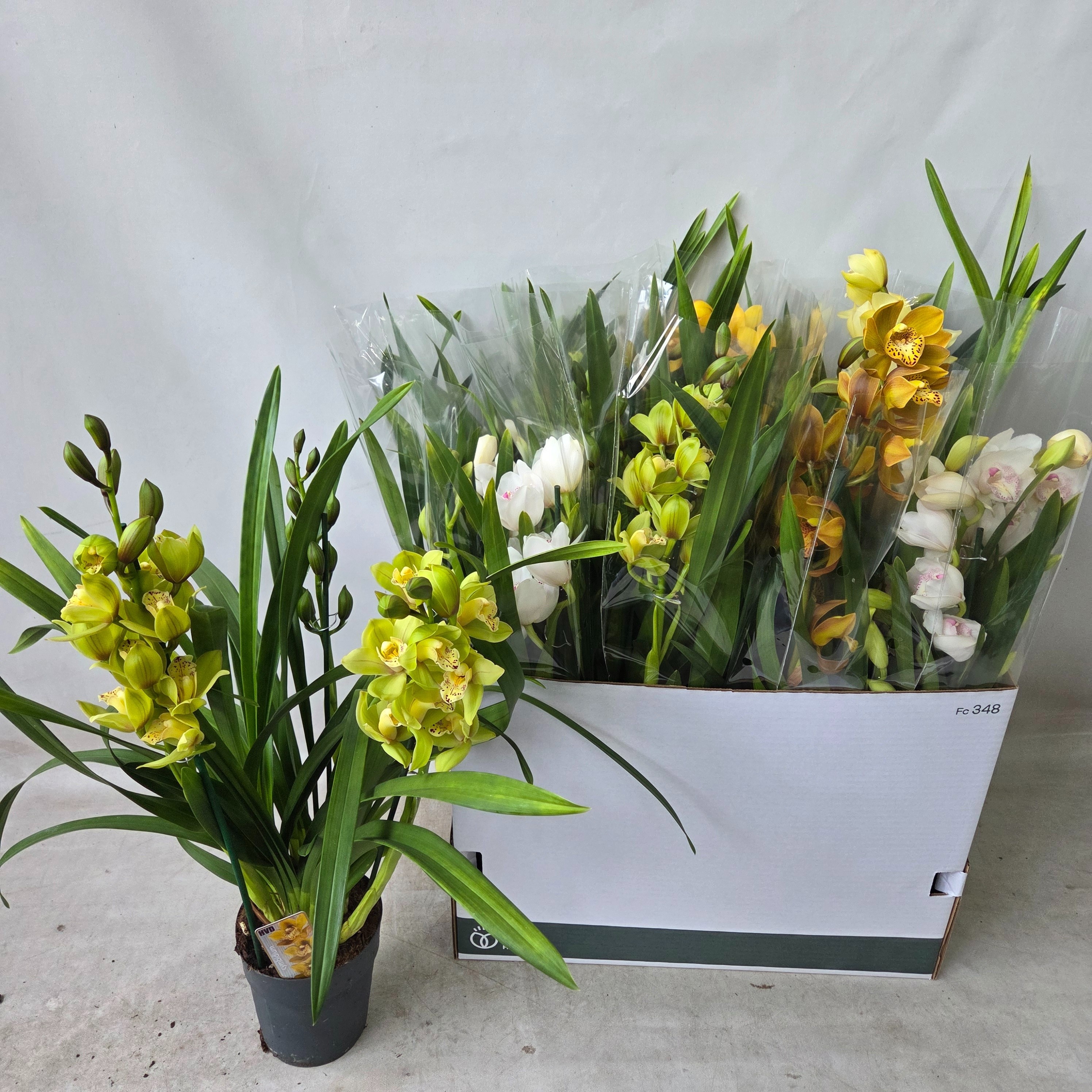 Cymbidium Asst Sp Orchids