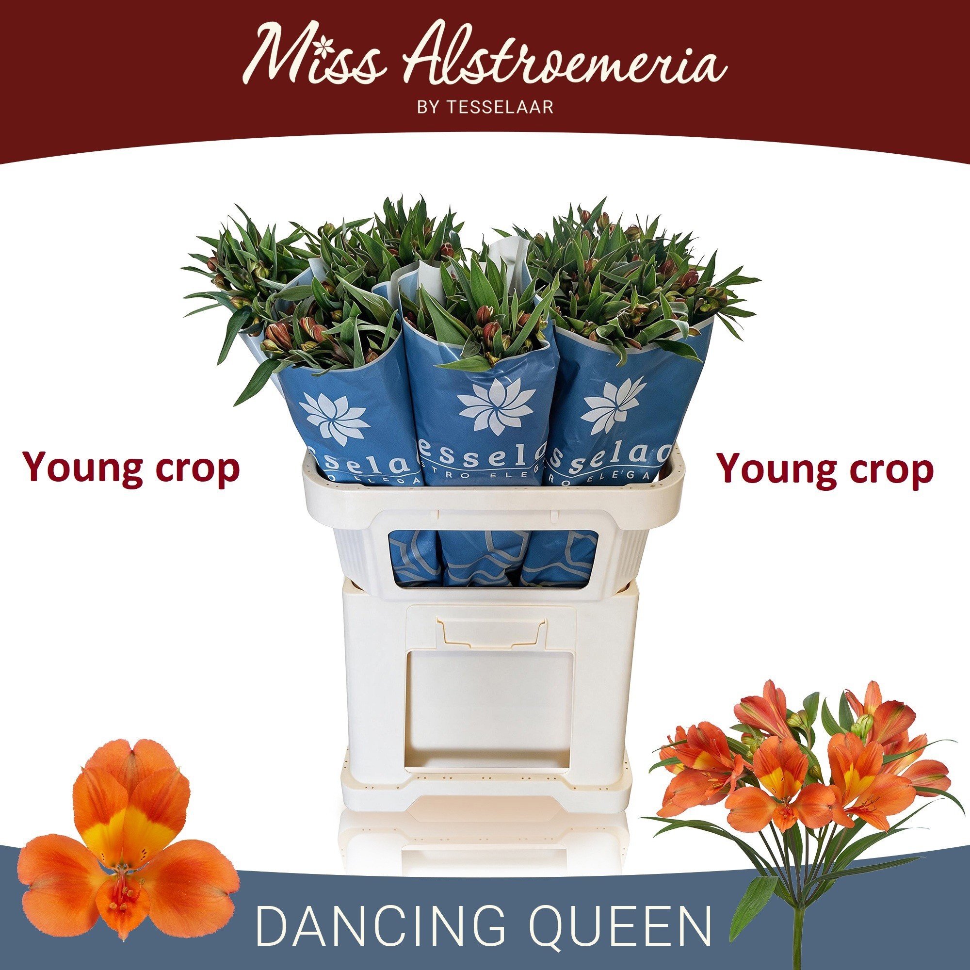 Alstr Dancing Queen