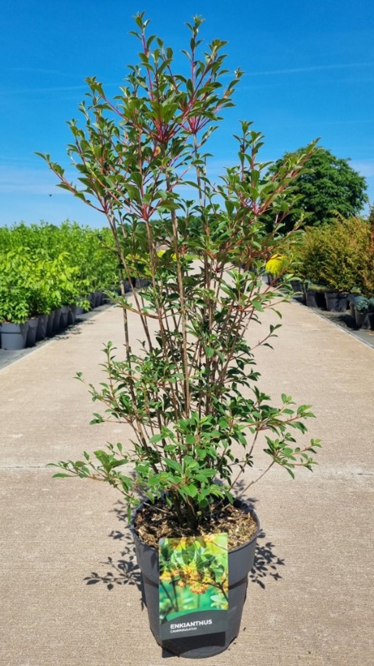 Enkianthus campanulatus