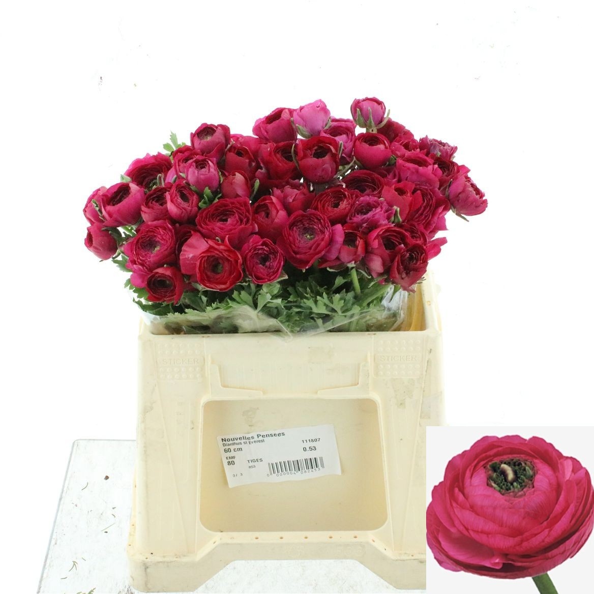 Ranunculus Elegance Hot Pink 35cm